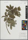 Foto von Salix appendiculata Vill.